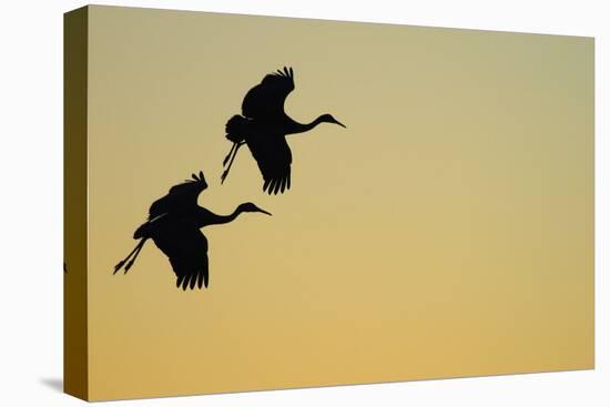 Sandhill Crane (Grus canadensis) Two in flight, silhouette at sunset, Bosque, New Mexico-Malcolm Schuyl-Stretched Canvas