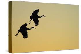 Sandhill Crane (Grus canadensis) Two in flight, silhouette at sunset, Bosque, New Mexico-Malcolm Schuyl-Stretched Canvas