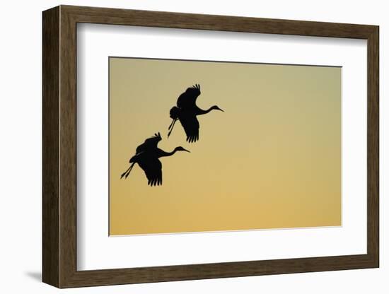 Sandhill Crane (Grus canadensis) Two in flight, silhouette at sunset, Bosque, New Mexico-Malcolm Schuyl-Framed Photographic Print