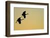 Sandhill Crane (Grus canadensis) Two in flight, silhouette at sunset, Bosque, New Mexico-Malcolm Schuyl-Framed Photographic Print