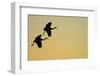 Sandhill Crane (Grus canadensis) Two in flight, silhouette at sunset, Bosque, New Mexico-Malcolm Schuyl-Framed Photographic Print