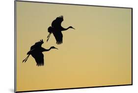 Sandhill Crane (Grus canadensis) Two in flight, silhouette at sunset, Bosque, New Mexico-Malcolm Schuyl-Mounted Photographic Print