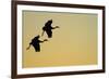 Sandhill Crane (Grus canadensis) Two in flight, silhouette at sunset, Bosque, New Mexico-Malcolm Schuyl-Framed Photographic Print