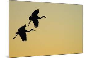 Sandhill Crane (Grus canadensis) Two in flight, silhouette at sunset, Bosque, New Mexico-Malcolm Schuyl-Mounted Photographic Print