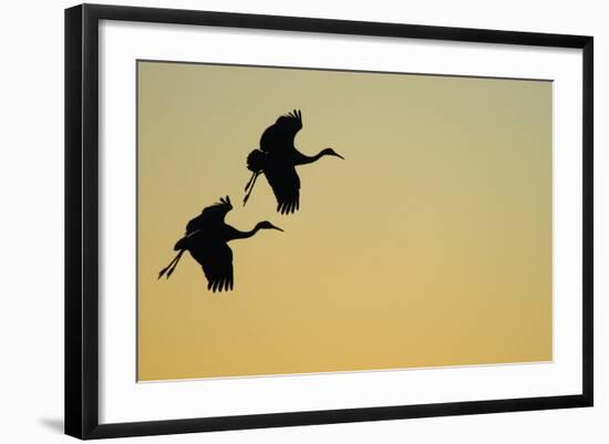 Sandhill Crane (Grus canadensis) Two in flight, silhouette at sunset, Bosque, New Mexico-Malcolm Schuyl-Framed Photographic Print