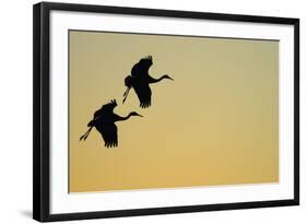 Sandhill Crane (Grus canadensis) Two in flight, silhouette at sunset, Bosque, New Mexico-Malcolm Schuyl-Framed Photographic Print