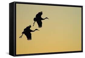 Sandhill Crane (Grus canadensis) Two in flight, silhouette at sunset, Bosque, New Mexico-Malcolm Schuyl-Framed Stretched Canvas