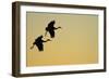 Sandhill Crane (Grus canadensis) Two in flight, silhouette at sunset, Bosque, New Mexico-Malcolm Schuyl-Framed Photographic Print