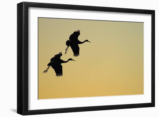 Sandhill Crane (Grus canadensis) Two in flight, silhouette at sunset, Bosque, New Mexico-Malcolm Schuyl-Framed Photographic Print