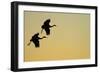 Sandhill Crane (Grus canadensis) Two in flight, silhouette at sunset, Bosque, New Mexico-Malcolm Schuyl-Framed Photographic Print
