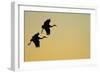 Sandhill Crane (Grus canadensis) Two in flight, silhouette at sunset, Bosque, New Mexico-Malcolm Schuyl-Framed Photographic Print