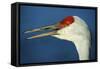 Sandhill Crane, Grus Canadensis with Beak Open in Call-Richard Wright-Framed Stretched Canvas