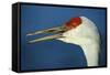 Sandhill Crane, Grus Canadensis with Beak Open in Call-Richard Wright-Framed Stretched Canvas