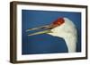 Sandhill Crane, Grus Canadensis with Beak Open in Call-Richard Wright-Framed Photographic Print