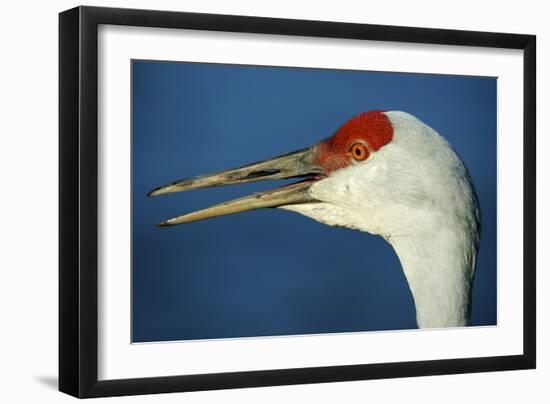 Sandhill Crane, Grus Canadensis with Beak Open in Call-Richard Wright-Framed Photographic Print