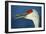 Sandhill Crane, Grus Canadensis with Beak Open in Call-Richard Wright-Framed Photographic Print