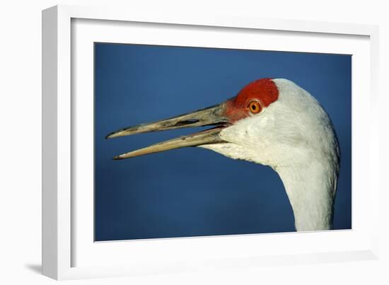 Sandhill Crane, Grus Canadensis with Beak Open in Call-Richard Wright-Framed Photographic Print