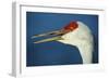 Sandhill Crane, Grus Canadensis with Beak Open in Call-Richard Wright-Framed Photographic Print