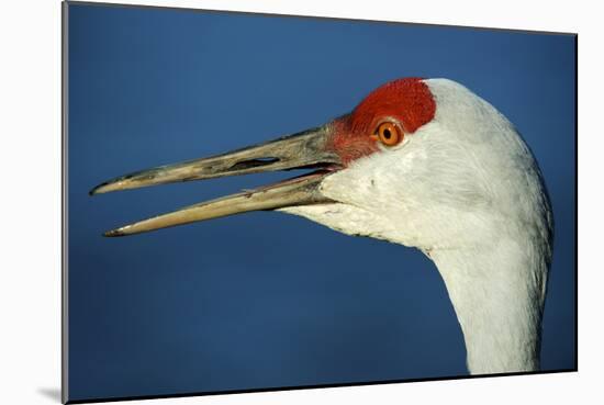 Sandhill Crane, Grus Canadensis with Beak Open in Call-Richard Wright-Mounted Photographic Print