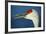 Sandhill Crane, Grus Canadensis with Beak Open in Call-Richard Wright-Framed Photographic Print