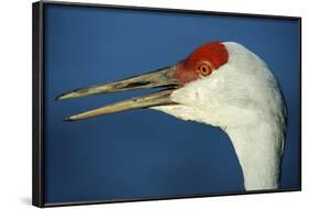 Sandhill Crane, Grus Canadensis with Beak Open in Call-Richard Wright-Framed Photographic Print