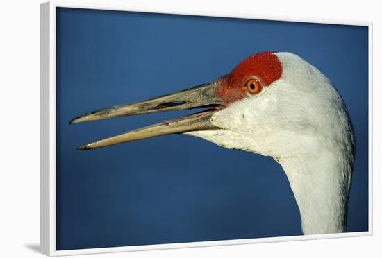 Sandhill Crane, Grus Canadensis with Beak Open in Call-Richard Wright-Framed Photographic Print