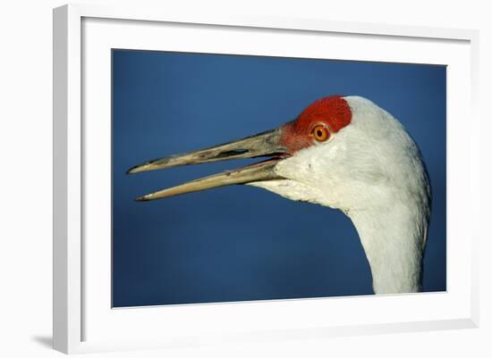 Sandhill Crane, Grus Canadensis with Beak Open in Call-Richard Wright-Framed Photographic Print