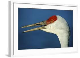 Sandhill Crane, Grus Canadensis with Beak Open in Call-Richard Wright-Framed Photographic Print