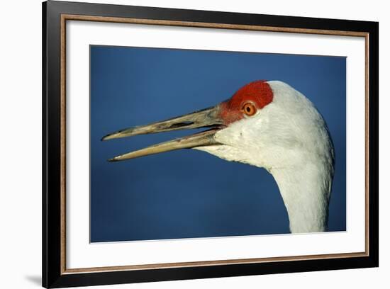 Sandhill Crane, Grus Canadensis with Beak Open in Call-Richard Wright-Framed Photographic Print