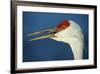 Sandhill Crane, Grus Canadensis with Beak Open in Call-Richard Wright-Framed Photographic Print