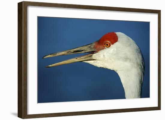 Sandhill Crane, Grus Canadensis with Beak Open in Call-Richard Wright-Framed Photographic Print