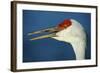 Sandhill Crane, Grus Canadensis with Beak Open in Call-Richard Wright-Framed Photographic Print