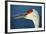 Sandhill Crane, Grus Canadensis with Beak Open in Call-Richard Wright-Framed Photographic Print