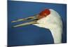 Sandhill Crane, Grus Canadensis with Beak Open in Call-Richard Wright-Mounted Photographic Print