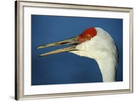 Sandhill Crane, Grus Canadensis with Beak Open in Call-Richard Wright-Framed Photographic Print