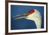 Sandhill Crane, Grus Canadensis with Beak Open in Call-Richard Wright-Framed Photographic Print