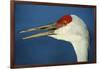 Sandhill Crane, Grus Canadensis with Beak Open in Call-Richard Wright-Framed Photographic Print