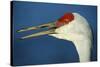 Sandhill Crane, Grus Canadensis with Beak Open in Call-Richard Wright-Stretched Canvas