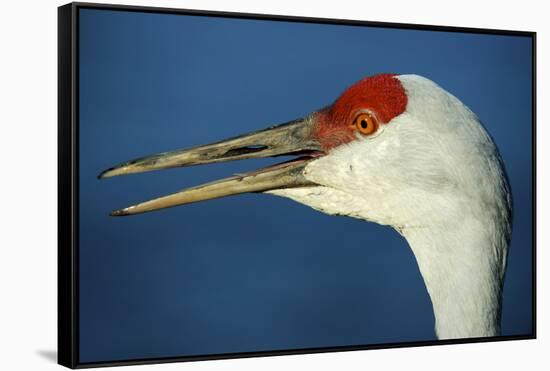Sandhill Crane, Grus Canadensis with Beak Open in Call-Richard Wright-Framed Stretched Canvas