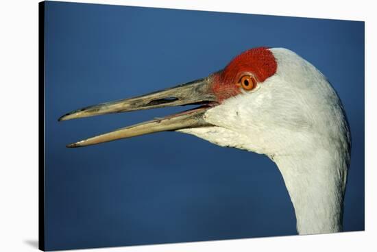 Sandhill Crane, Grus Canadensis with Beak Open in Call-Richard Wright-Stretched Canvas