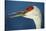 Sandhill Crane, Grus Canadensis with Beak Open in Call-Richard Wright-Stretched Canvas