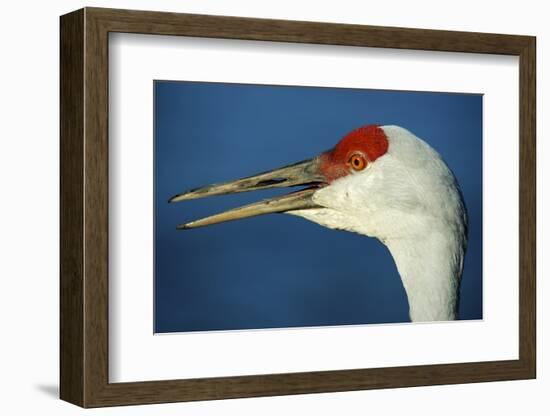 Sandhill Crane, Grus Canadensis with Beak Open in Call-Richard Wright-Framed Photographic Print