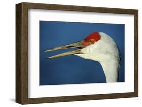 Sandhill Crane, Grus Canadensis with Beak Open in Call-Richard Wright-Framed Photographic Print