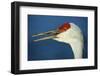 Sandhill Crane, Grus Canadensis with Beak Open in Call-Richard Wright-Framed Photographic Print