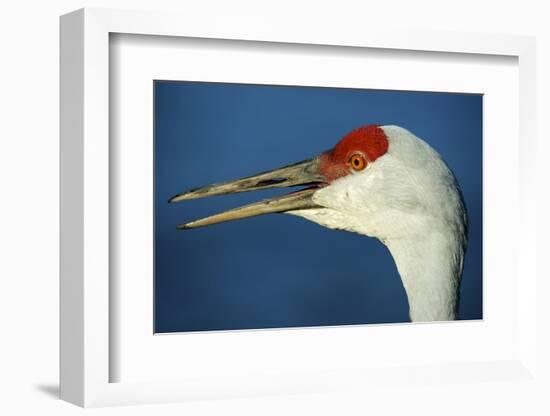 Sandhill Crane, Grus Canadensis with Beak Open in Call-Richard Wright-Framed Photographic Print