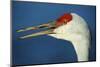 Sandhill Crane, Grus Canadensis with Beak Open in Call-Richard Wright-Mounted Photographic Print