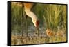 Sandhill Crane (Grus Canadensis) with Two Newly Hatched Chicks on a Nest in a Flooded Pasture-Gerrit Vyn-Framed Stretched Canvas