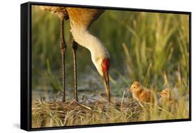 Sandhill Crane (Grus Canadensis) with Two Newly Hatched Chicks on a Nest in a Flooded Pasture-Gerrit Vyn-Framed Stretched Canvas