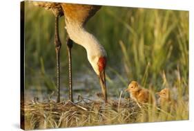 Sandhill Crane (Grus Canadensis) with Two Newly Hatched Chicks on a Nest in a Flooded Pasture-Gerrit Vyn-Stretched Canvas