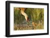 Sandhill Crane (Grus Canadensis) with Two Newly Hatched Chicks on a Nest in a Flooded Pasture-Gerrit Vyn-Framed Photographic Print